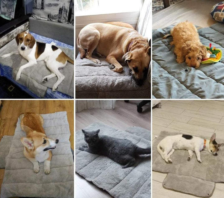 Evie - Lit de voyage pliable pour animaux de compagnie | Stornfield