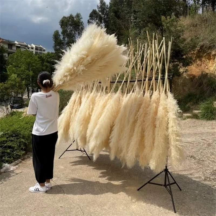 Stornfield | 1.5M pampas grass
