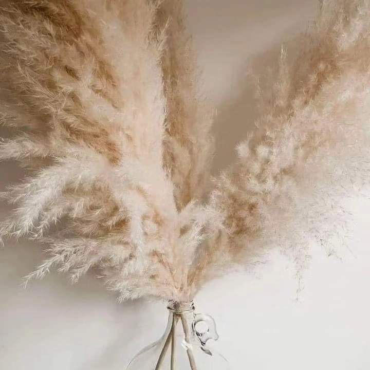 Stornfield | 1.5M pampas grass