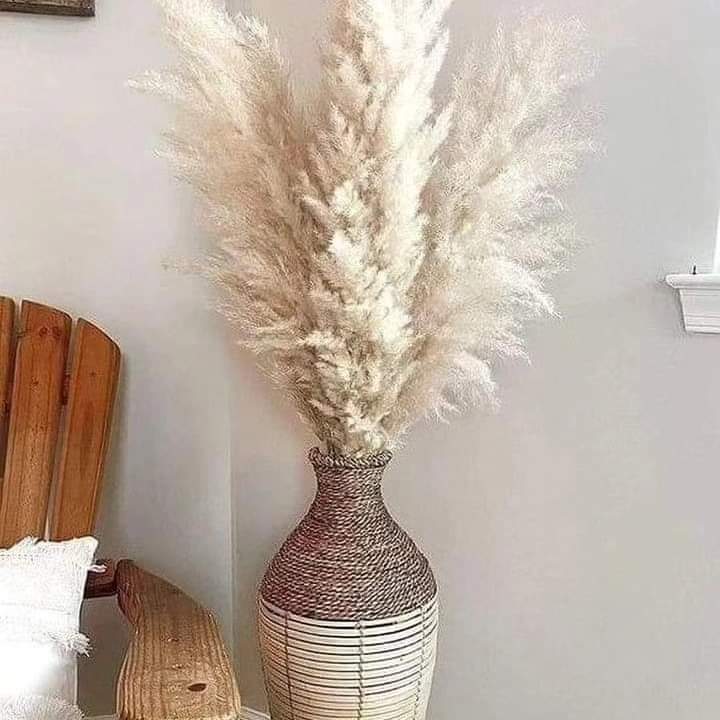 Stornfield | 1.5M pampas grass