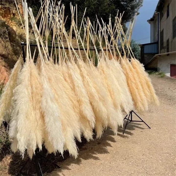 Stornfield | 1.5M pampas grass